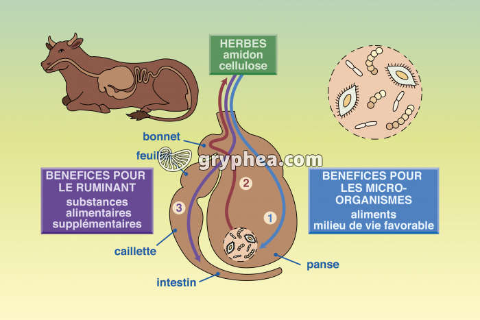 Symbiose chez la vache - infographie - gryphea.com